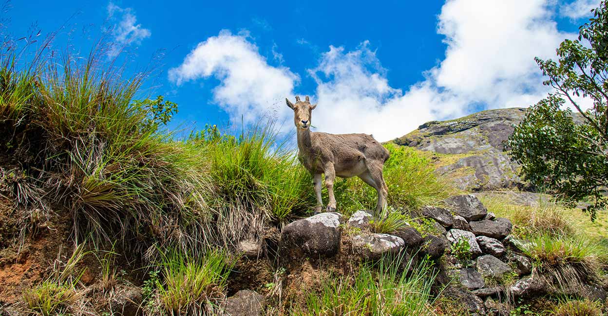 Guide to Eravikulam National Park Ticket