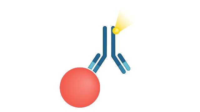Immunoassay Market 2024-2032: Industry Size, Share, Growth Opportunities, Forecast